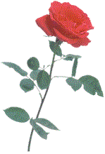 ** Rose **